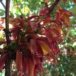 Halleria lucida Flower