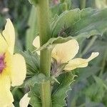 Verbascum blattaria പുറംതൊലി