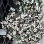 Sedum dasyphyllum Облик