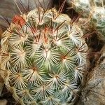 Mammillaria microhelia Yaprak