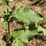 Arctium minus Blad