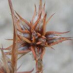 Juncus capitatus Плід