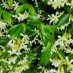 Trachelospermum jasminoidesLorea