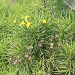 Senecio linifolius Hoja