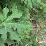 Montanoa hibiscifolia Frunză