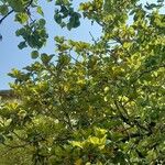 Magnolia kobus برگ