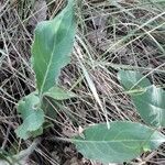 Hieracium glaucinum برگ