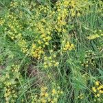 Bupleurum falcatumFlor