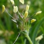 Plantago arborescens Flor