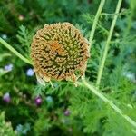 Glebionis coronaria Plod