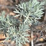 Artemisia thuscula Leaf