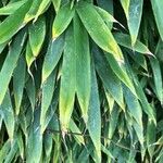 Phyllostachys sulphurea Leaf