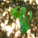 Catalpa ovata ᱮᱴᱟᱜ