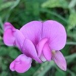 Lathyrus latifolius花