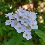 Spiraea cantoniensis Λουλούδι