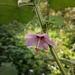 Pavonia urens Flor