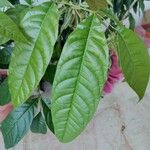 Swietenia mahagoni Ліст
