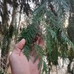 Cupressus cashmeriana Leaf