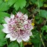 Astrantia majorFleur