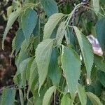 Celtis australis Leaf