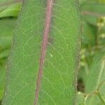 Lactuca virosa Leaf