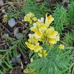 Linaria vulgarisFlower