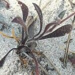 Silene sericea Leaf