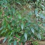 Andrographis paniculata Plante entière