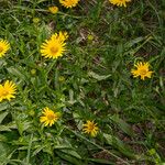 Buphthalmum salicifolium Hábito