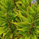 Psidium salutare Hoja