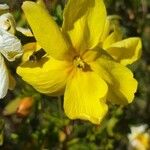 Jasminum nudiflorumBlüte