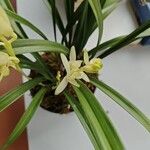 Cymbidium ensifoliumFlower