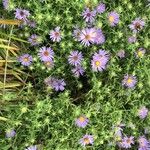 Symphyotrichum oblongifolium 花