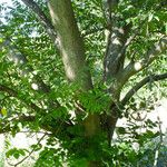 Juglans mandshurica बार्क (छाल)