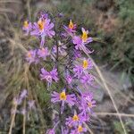 Schizanthus pinnatus ফুল