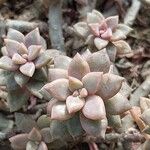 Sedum mendozae 叶