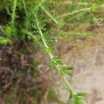 Galium parisiense Blad