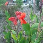 Canna indicaЦвят