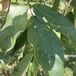 Clitoria fairchildiana Leaf