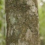 Duroia longiflora Bark