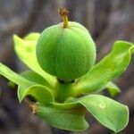 Euphorbia balsamifera Fruit