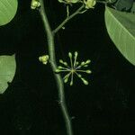 Guatteria punctata 果實
