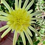 Scorzonera angustifolia Květ