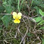 Viola luteaFlower