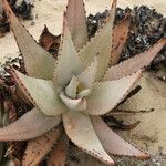 Aloe asperifolia Φύλλο