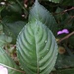 Impatiens flaccida Leaf