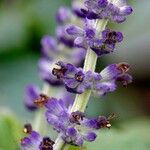 Salvia farinacea Blomma