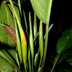 Dieffenbachia burgeri പുറംതൊലി