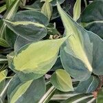 Philodendron cordatum Yaprak