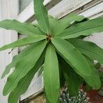 Euphorbia hispida Blatt